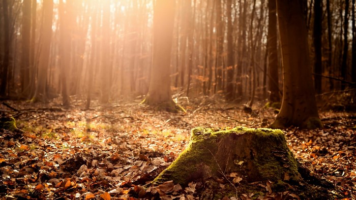 Sunlight filtering through a forest with a mossy tree stump