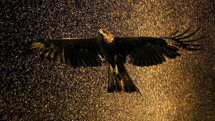 Falcon in golden rain