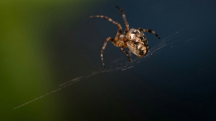 Spider on a web