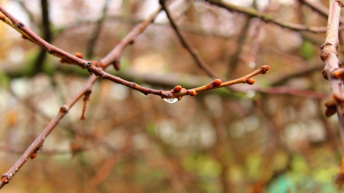 A water drop on a tree branch