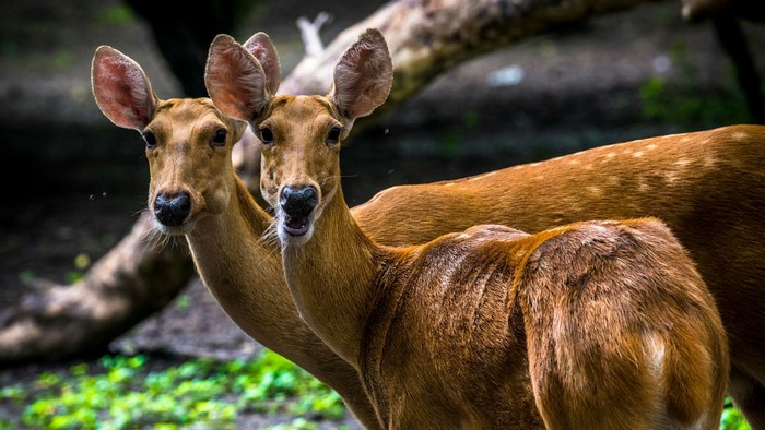 Two deer in a forest