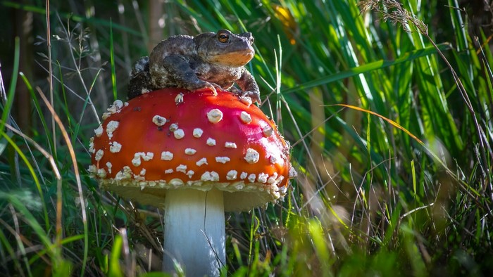 Frog sitting on a red mushroom