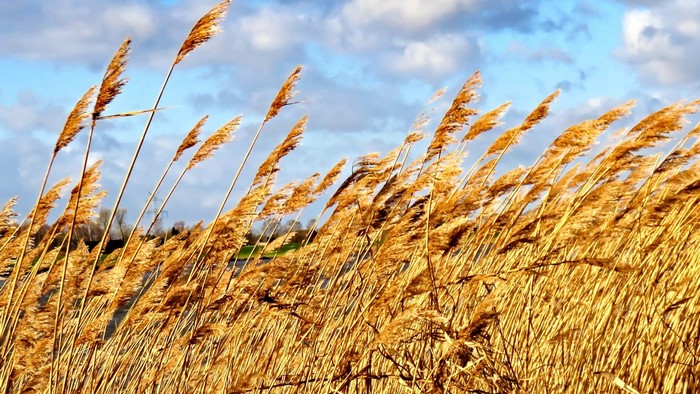 Tall dry reeds blowing in the wind under a cloudy sky