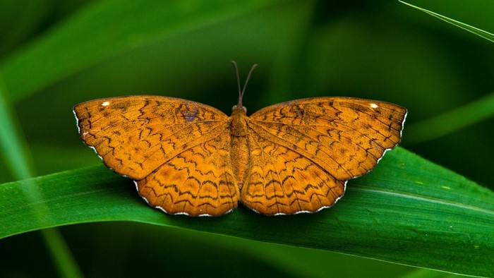 Orange butterfly on a green leaf