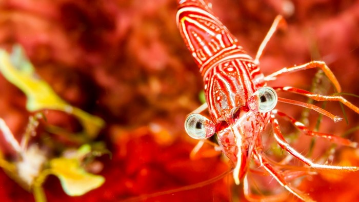 Close-up of a striped shrimp underwater