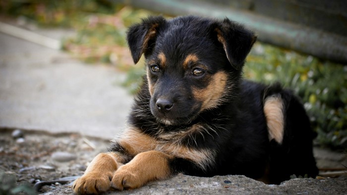 A German Shepherd puppy lying on the ground