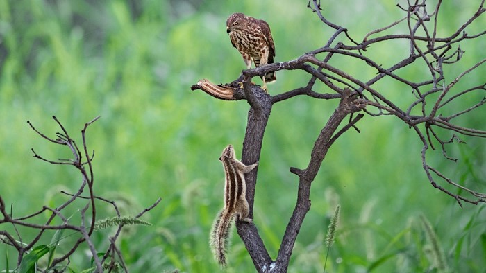 Hawk and squirrel on a tree branch
