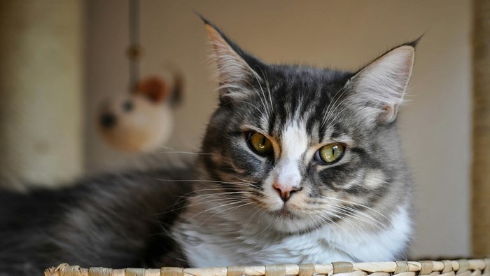 Maine Coon Cat with Heterochromia