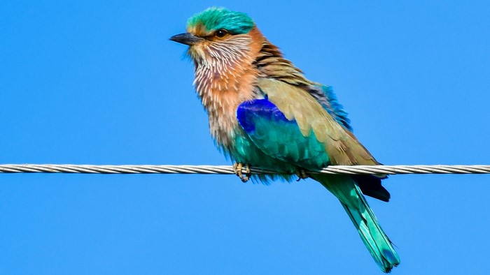 Indian roller bird perched on a wire