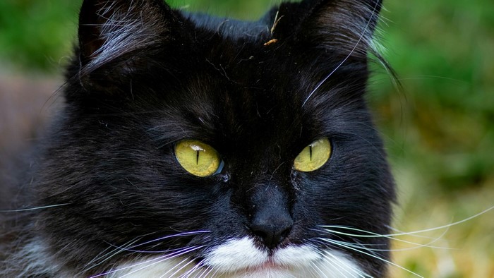 Close-up of a black and white cat