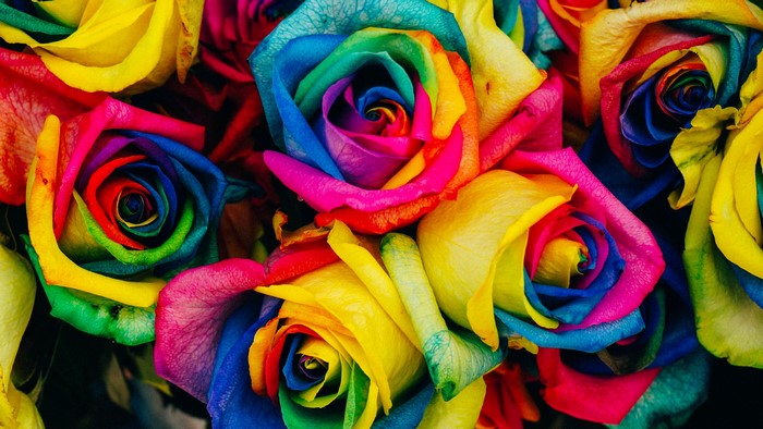 Rainbow Roses