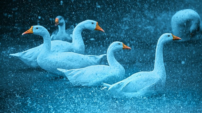 White geese in the rain