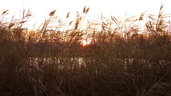 4K Thickets at Sunset