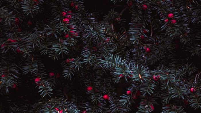 Dark Yew Tree Branches with Red Berries