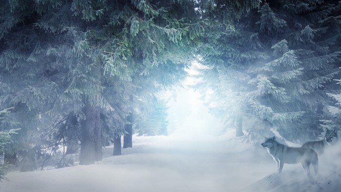 Wolves in a foggy winter forest