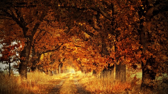 4K Fall Autumn Tree Lined Path