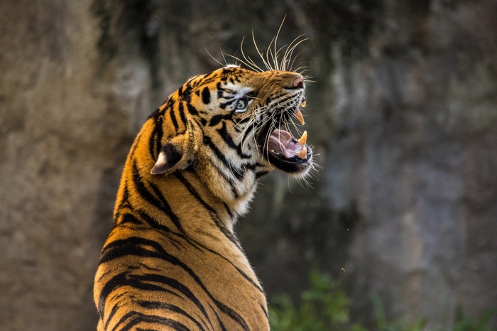 Tiger Roaring