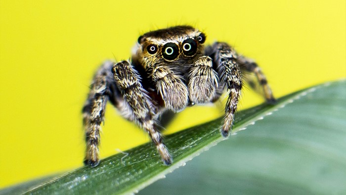 Jumping spider on a green leaf with yellow background