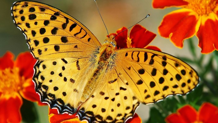 Yellow butterfly on orange flowers