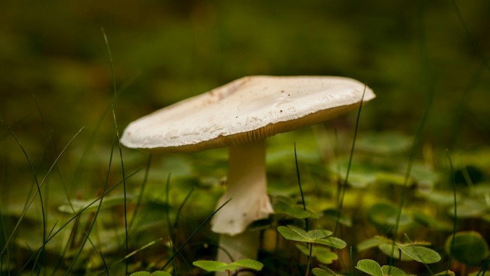 White mushroom in green grass