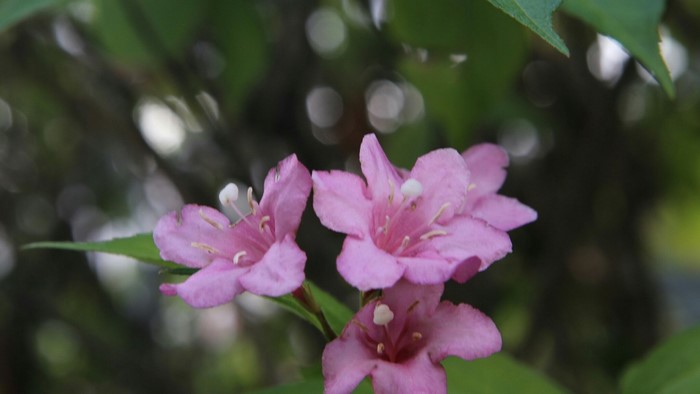 Pink Weigela flowers with green foliage