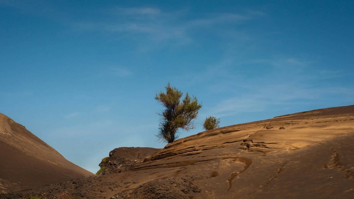 Desert landscape with trees under blue sky