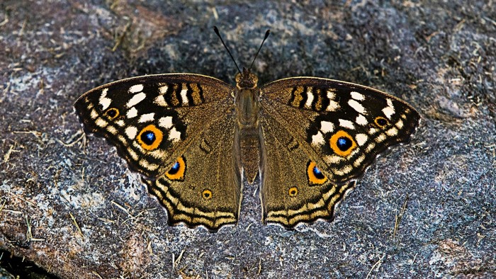 Butterfly with eye spots on a rock