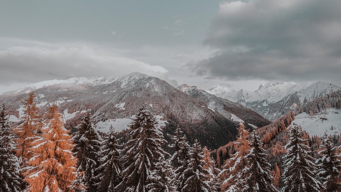Snowy Mountains and Pine Trees