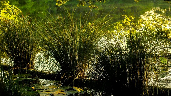 Grasses and lily pads on a pond