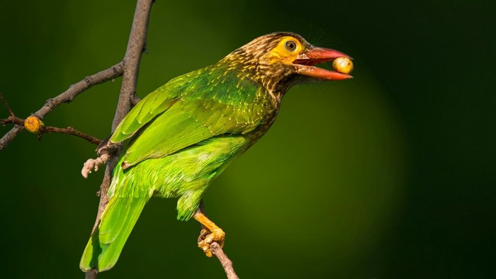 Barbet bird with a berry in its beak on a branch