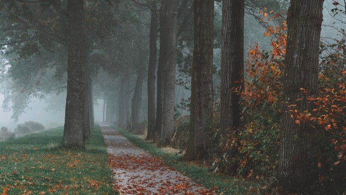 A foggy park path lined with trees in autumn