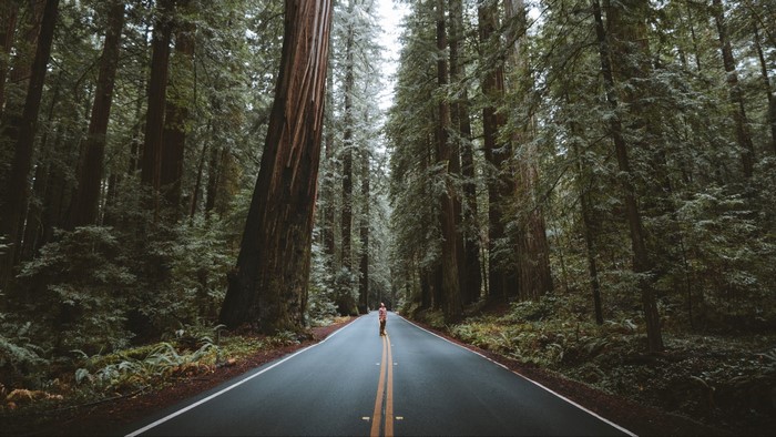 Person standing on a road in a redwood forest