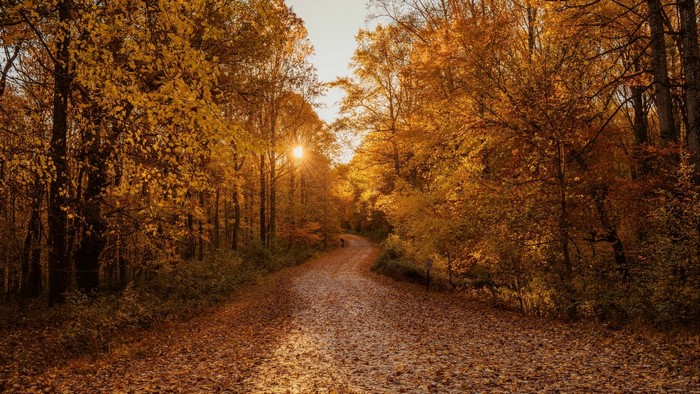 Autumn forest road with sunbeams