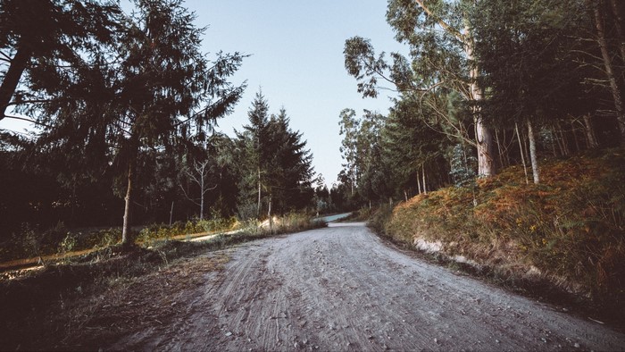 Dirt road through a forest