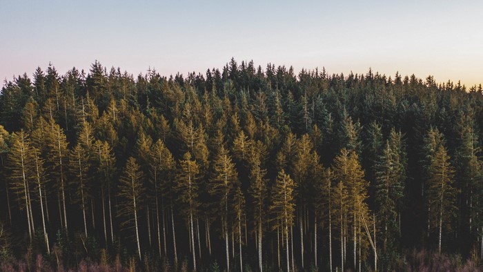Forest landscape with tall evergreen trees