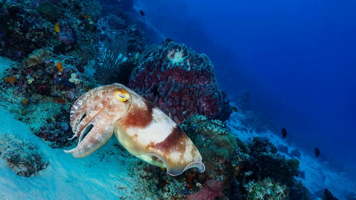 Cuttlefish swims near coral reef in the ocean