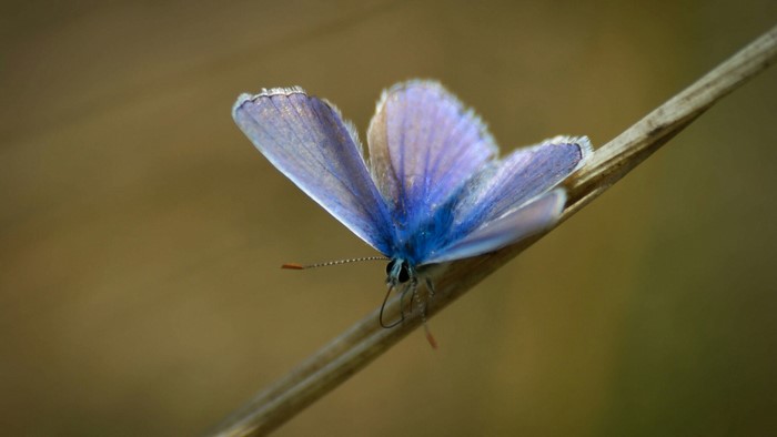 Blue butterfly on a dry stalk