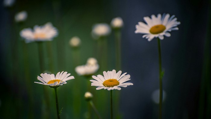 Chamomile flowers in a field