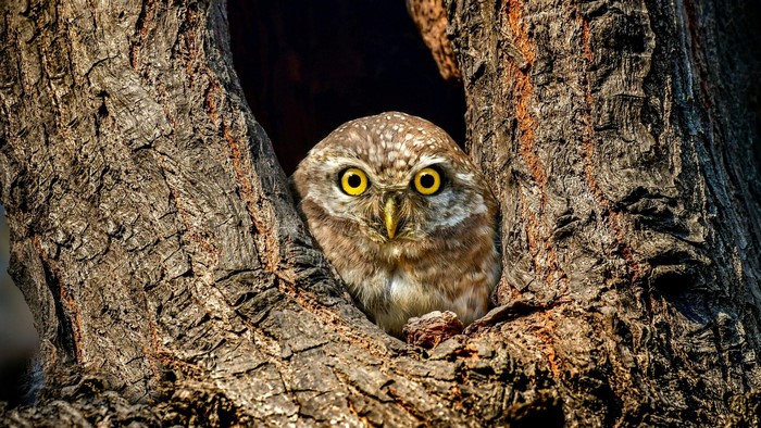 Spotted Owl Peeking from Tree Hollow