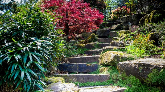 Stone steps in a park with a red maple tree