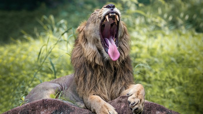 Lion yawning on a rock