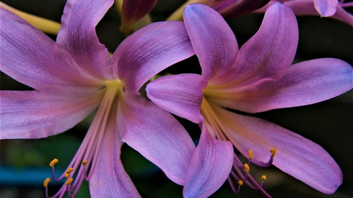Close-up of purple lilies with yellow stamens