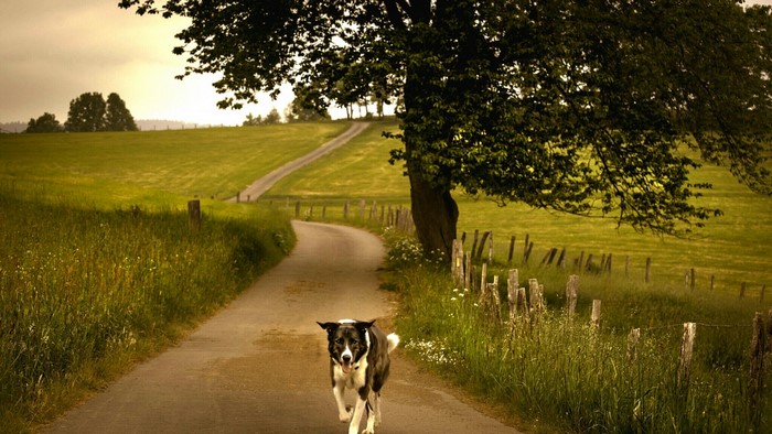 Dog running on a country road