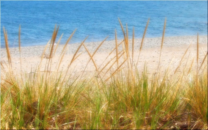 Tall grass on a beach with blue water