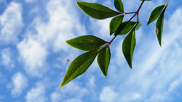 Spider on a branch against a cloudy sky