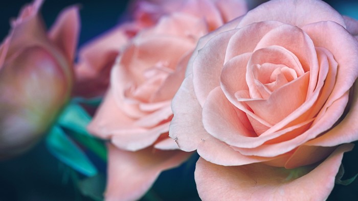 Roses
