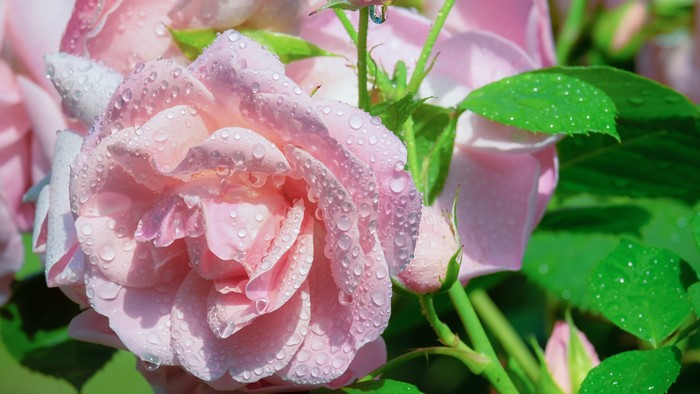 4K Pink Roses with Water Droplets