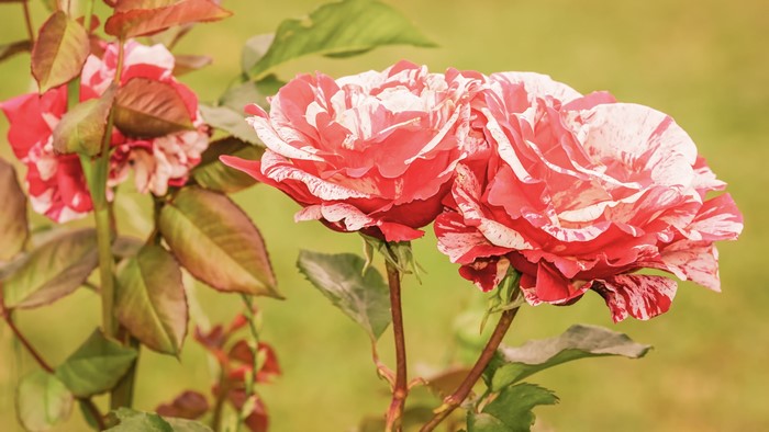 Roses