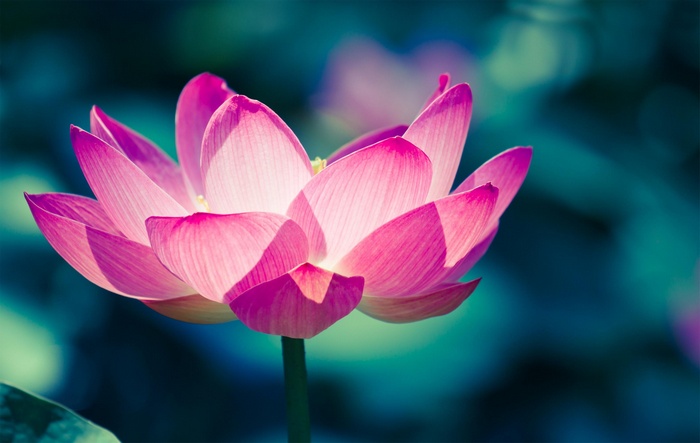 Pink lotus flower with dark blue background
