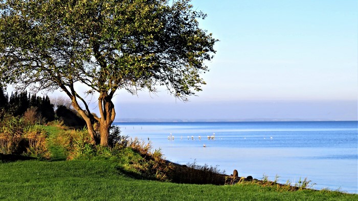 4K Scenery of a Tree by the Water